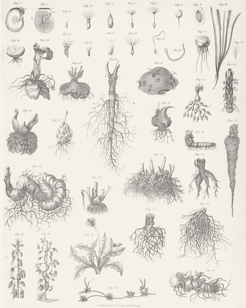PLANTS. Botanical Terminology c1849 old antique vintage print picture